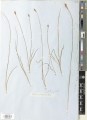 Isotype of Carex consanguinea
