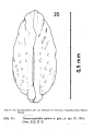 Nanocoquimba apiata Ohmert, 1968 from the original description