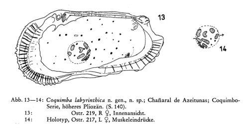 Coquimba labyrinthica Ohmert, 1968 from the original description