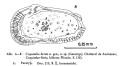 Coquimba hemi Ohmert, 1968 from the original description