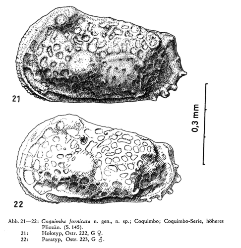 Coquimba fornicata Ohmert, 1968 from the original description