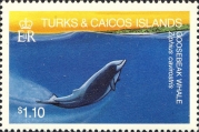 Ziphius cavirostris, author: Collection Georges Declercq