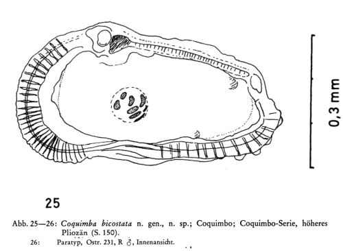 Coquimba bicostata Ohmert, 1968