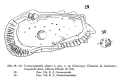 Cornucoquimba aligera Ohmert, 1968  from the original description, Figs 27-28