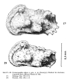 Cornucoquimba aligera Ohmert, 1968  from the original description, Figs 27-28