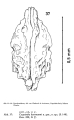 Coquimba hartmanni Ohmert, 1968 from the original description, Fig. 37