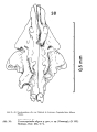 Cornucoquimba aligera Ohmert, 1968 from the original description, Fig. 38
