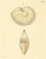 Nautilus comptoni J. Sowerby, 1816