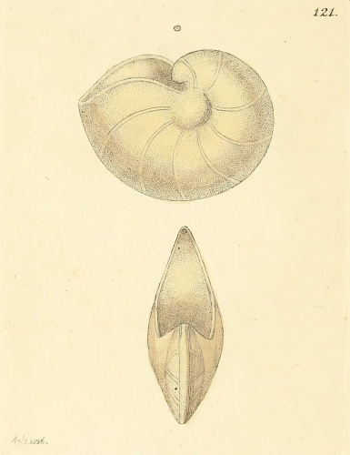 Nautilus comptoni J. Sowerby, 1816