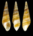 Eulima bilineata Alder, 1848 - Iceland NW , 259-199 m, 5.6 mm