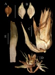 Isotype specimen of Carex phylloscirpoides, Larra´ ın & Spuler s.n. (UPOS [barcode 10548]).