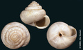 Helix vatonniana Bourguignat, 1867