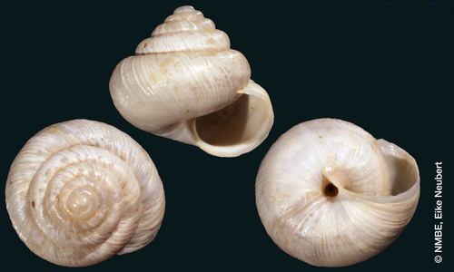 Helix vatonniana Bourguignat, 1867
