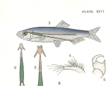 Lernaeenicus sprattae