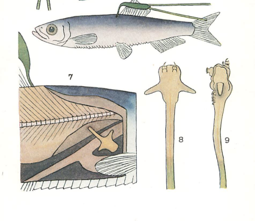 Lernaeenicus encrasicoli