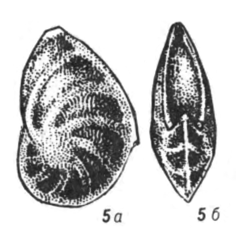 Lenticulina burensis Sapjanik, 1991