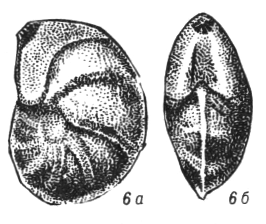 Lenticulina sinemurensis Sapjanik, 1991