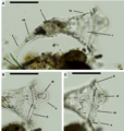 Collotheca monastica 