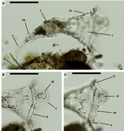 Collotheca monastica 