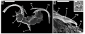 Trophi of Collotheca monastica
