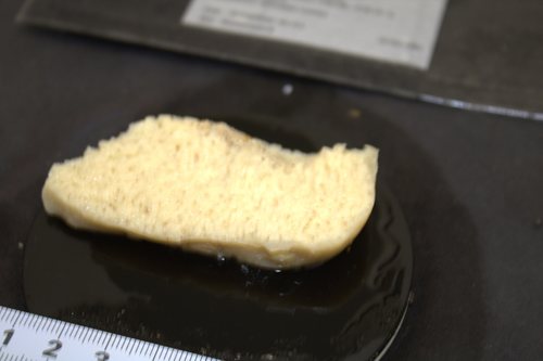 Holotype HBOM 003:02001