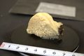 Paratype HBOM 003:02007