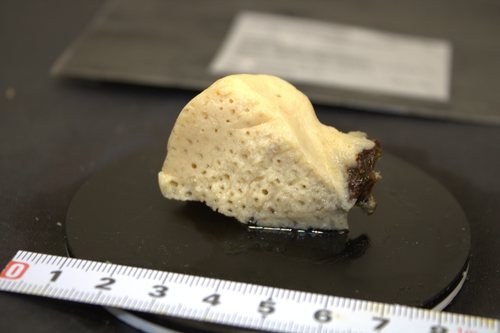 Paratype HBOM 003:02007