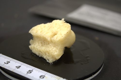 Paratype HBOM 003:02011