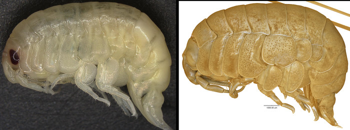 Orchomenella rinamontiae 
