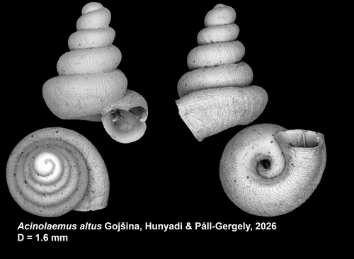 holotype of Acinolaemus altus Gojšina, Hunyadi &amp; Páll-Gergely, 2026
