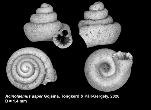 Holotype of Acinolaemus asper Gojšina, Tongkerd &amp; Páll-Gergely, 2026