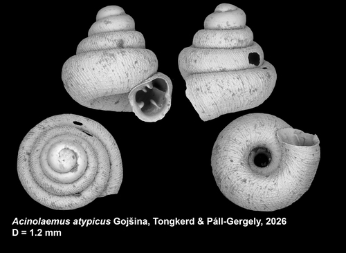 Holotype of Acinolaemus atypicus Gojšina, Tongkerd &amp; Páll-Gergely, 2026