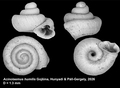 Holotype of Acinolaemus humilis Gojšina, Hunyadi & Páll-Gergely, 2026