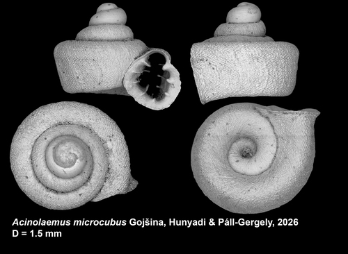 Holotype of Acinolaemus microcubus Gojšina, Hunyadi &amp; Páll-Gergely, 2026
