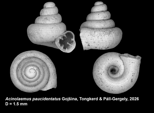 Holotype of Acinolaemus paucidentatus Gojšina, Tongkerd &amp; Páll-Gergely, 2026