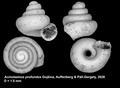 Holotype of Acinolaemus profundus Gojšina, Auffenberg & Páll-Gergely, 2026