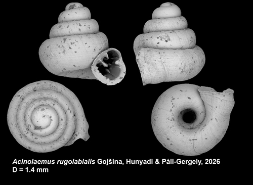 Holotype of Acinolaemus rugolabialis Gojšina, Hunyadi &amp; Páll-Gergely, 2026