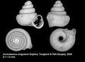 Holotype of Acinolaemus singularis Gojšina, Tongkerd & Páll-Gergely, 2026
