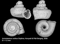 Holotype of Acinolaemus solitus Gojšina, Hunyadi & Páll-Gergely, 2026
