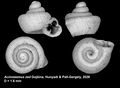 Holotype of Acinolaemus zed Gojšina, Hunyadi & Páll-Gergely, 2026