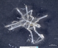 Cilunculus frontosus