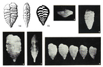 Textularia pseudosagittula Margerel, 1968