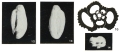 Quinqueloculina grueti Margerel, 1968