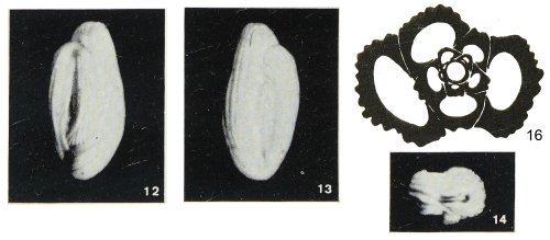 Quinqueloculina grueti Margerel, 1968