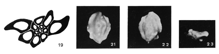 Sigmoilina undulata Margerel, 1968