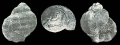 Harpagodes sachalinensis Yabe & Nagao, 1925