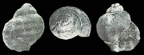 Harpagodes sachalinensis Yabe &amp; Nagao, 1925
