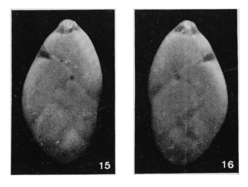 Polymorphina subquadrata Margerel, 1968