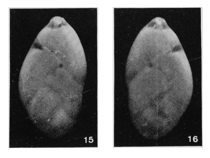 Polymorphina subquadrata Margerel, 1968