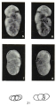 Polymorphina fissurata Margerel, 1968